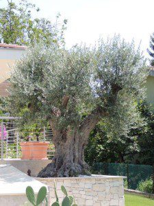 005 - Hafner Bau | Baufirma | Meran | Schlüsselfertig | Bauunternehmen